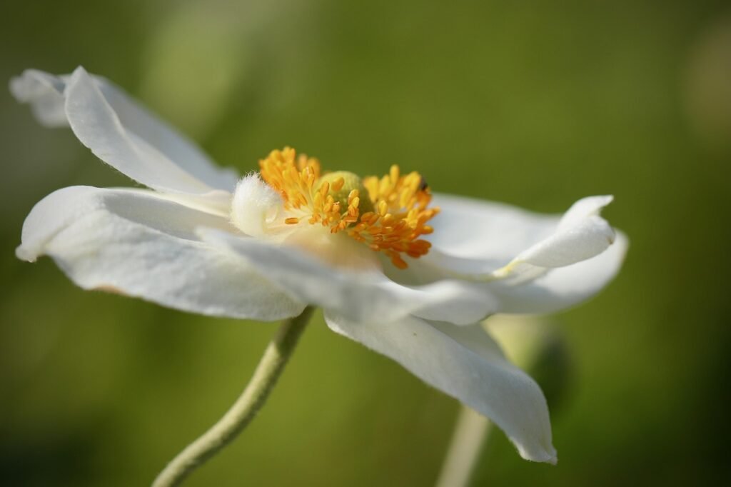 autumn anemone, fall anemone, flower background, beautiful flowers, anemone, stamens, petals, flower, white flower, blossom, nature, bloom, garden, plant, garden plant, flower wallpaper, flower garden